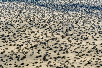 Sechura Desert Lambayeke District Peru
