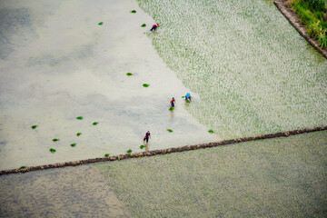 Rice Farming in Bernal Peru