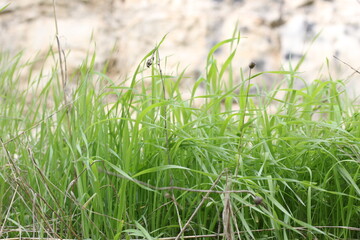 green grass in the wind