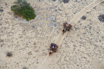 Wood Gathering by Cart in Desert Region Piuru and Paita Peru