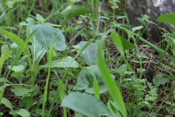plant in the forest
