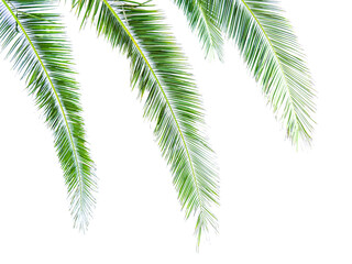 Isolate of palm branches on a white background.