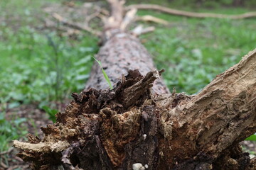 broken tree in the forest close up