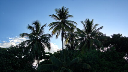 Palm trees in silhouette at sunrise, on the beach in Tamarindo, Costa Rica