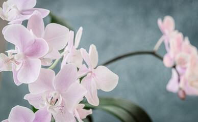 Orchidee Orchideenblüten pastell Hintergrund