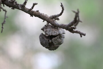 a pin cone in a branch close up