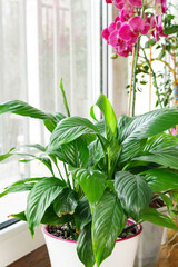 Green flowers a in pot on a windowsill. Home gardening, home hobbies concept.