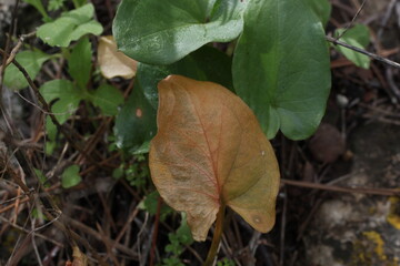 brown leaf in the forest close up