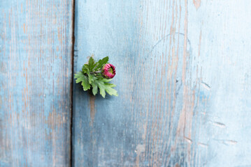 small flower on wooden background