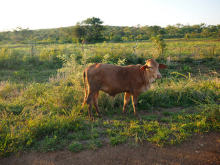 Domestic cow by the side of the road in Zimbabwe, Africa - obrazy, fototapety, plakaty