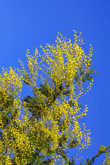 Spring flowers. Branch of Acacia Dealbata ( mimosa ) tree with yellow flowers against blue sky