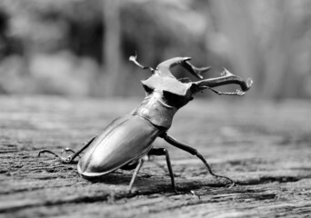 Male stag beetle with long and sharp jaws in wild forest