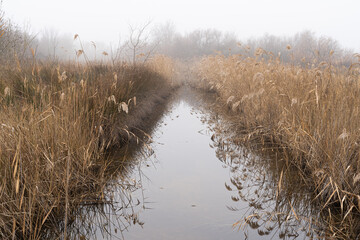 un canal entour&eacute; de roseaux en hiver dans le brouillard