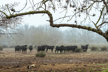 un troupeau de taureaux noirs en Camargue - obrazy, fototapety, plakaty