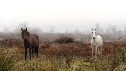 Fototapeta premium un cheval brun et un cheval blanc de Camargue dans le brouillard de Camargue
