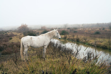 un cheval blanc de Camargue en hiver au bord d'un canal