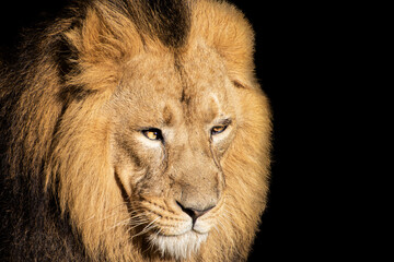 African male lion , wildlife animal isolated black white	
