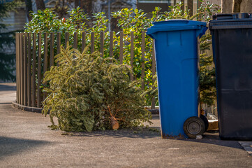 Abandoned Christmas trees in the street beside garbage bin after the holidays. Ecology and waste...