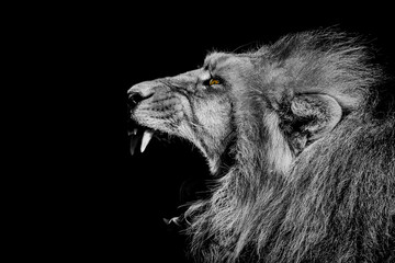 African male lion  wildlife animal isolated black white	