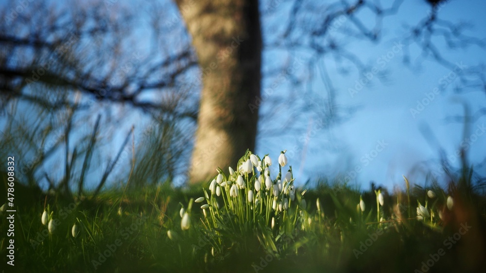 Sticker wild snowdrops