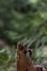 Red squirrel, Sciurus vulgaris, or Eurasian tree squirrel sits on top of a tree stump in a forest with copy space above