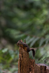 Red squirrel, Sciurus vulgaris, or Eurasian tree squirrel sits on top of a tree stump in a forest with copy space above