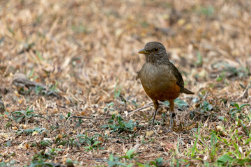 The Rufous-bellied Thrush also know as Sabia-laranjeira perched on the grass. It is the symbol bird of Brazil. Birdwatching. Bird lover. Birding. Species Turdus rufiventris