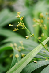 Green leaves of papyrus plant and flower.