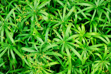 Green leaves of papyrus plant and flower.