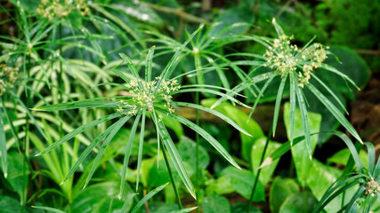 Green leaves of papyrus plant and flower.