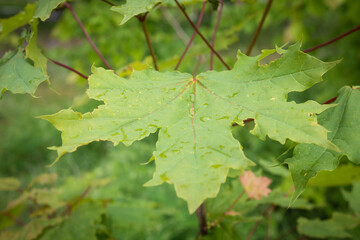 Green broad leaves. Chestnut leaves are covered with dew. Dew on the leaves