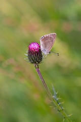 polyommatus butterfly on a thistle blossom in mountain meadow of Pfossental (Naturpark Texelgruppe) Schnals Südtirol; biodiversity save the ecosystem concept