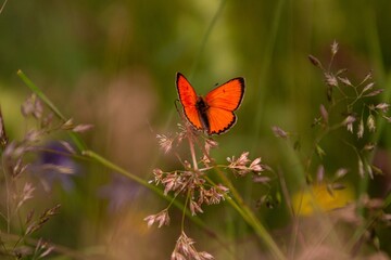 male large copper butterfly (Lycaena dispar)  in mountain meadow of Pfossental (Naturpark...