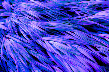 Fotografia de folhagens estilizada, colorida através de controle de white balance, temperatura e cor.