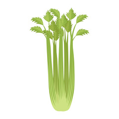 Obraz premium Celery stalks. Healthy eating. Harvest vegetable, vector illustration