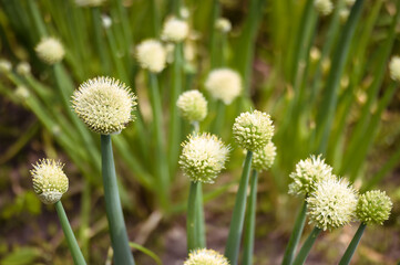 A plantation of green onions in close-up in white round inflorescences in sunlight against the background of an earthen bed. Background. Selective focus