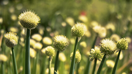 A plantation of green onions in close-up in white round inflorescences in sunlight. Background. Selective focus