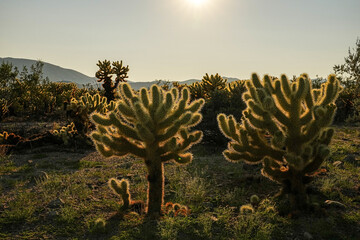 Joshua Tree National Park