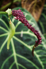 Purple seeds on a plant stem with green leaves.