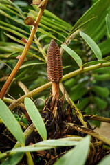 Brown stems growing up a plant.