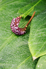 Purple seeds on a plant stem with green leaves.