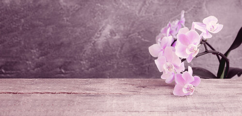Orchidee Orchideenblüten pastell Hintergrund zum Beschreiben
