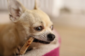 Closeup portrait of small funny beige mini chihuahua dog, puppy eating bone in her bed