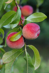 Peach growing on a tree in the summer .Natural fruit. Peaches on peach tree branches. Delicious and...