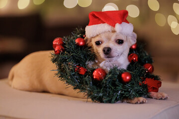 Christmas mini chihuahua dog with xmas decorative wreath, Christmas tree with lights, bokeh...