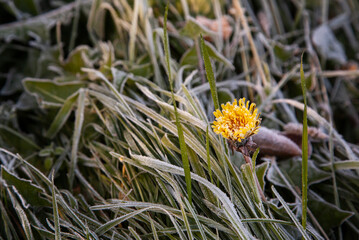 yellow dandelion in hoarfrost among green grass