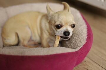 Closeup portrait of small funny beige mini chihuahua dog, puppy eating bone in her bed