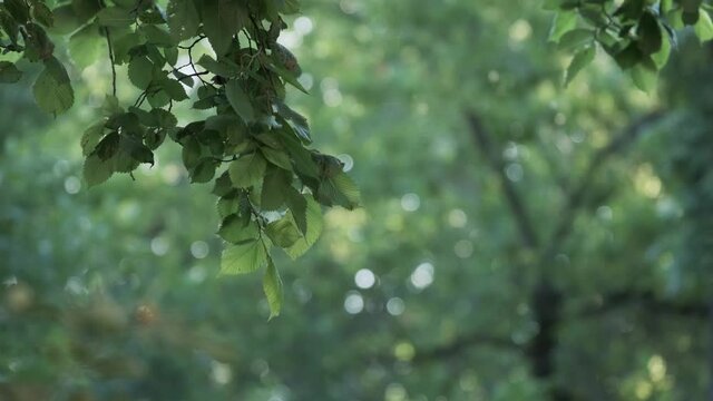 Flying poplar fluff at natural sun light surrounded by trees, spruce and city building facade. Seasonal nature plant allergen at town with forest woods area. Strong allergic ecology heath care hazard