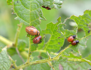 Larvae of Colorado potato beetle