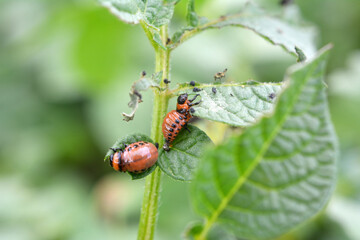 Larvae of Colorado potato beetle
